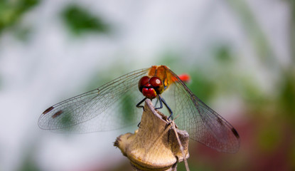 Close up photo of a dragonfly / Yellow-winged Darter (Sympetrum flaveolum) resting on a bamboo stick. Photo taken from ahead. The wings are pointing down. Red, orange and yellow body. 