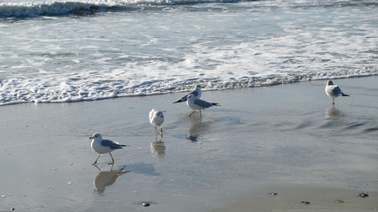 seagulls at play 015