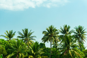 Fototapeta na wymiar Coconut palm trees and blue sky background