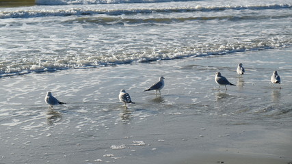 seagulls at play 004