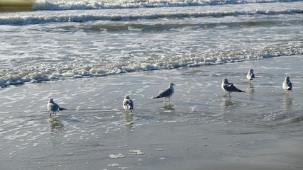 seagulls at play 003