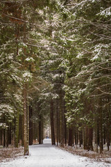 winter forest in the park