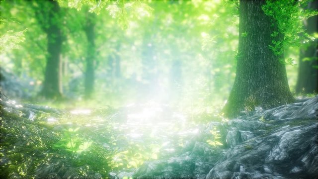 beautiful nature at morning in the misty spring forest with sun rays