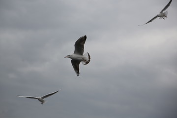 seagull flying in the sky