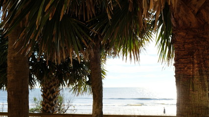 palm trees on beach 002
