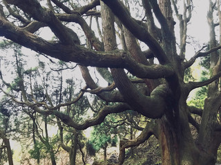 巨樹・巨木の風景