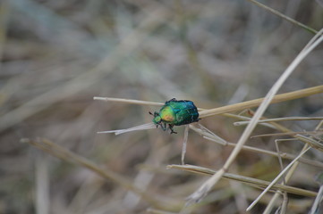 May beetle