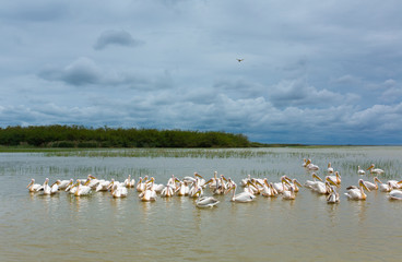 White pelican, Ziway Lake, Oromía, Etiopia, Africa