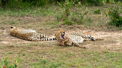 Wild african Cheetahs in Masai Mara National Park