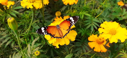Obraz premium butterfly on flower