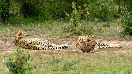 Wild african Cheetahs in Masai Mara National Park