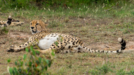 Wild african Cheetahs in Masai Mara National Park