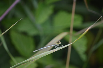Dragonfly
