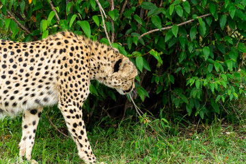 Wild african Cheetahs in Masai Mara National Park