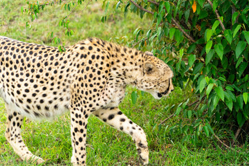 Wild african Cheetahs in Masai Mara National Park