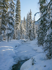 Winter forest, snowy trees. A frozen river in the foreground. Wild place in Siberia.