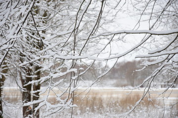 trees in winter