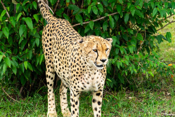 Wild african Cheetahs in Masai Mara National Park