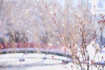 陽ざしで溶けた雪に、柔らかな光が降り注ぐ。赤色の芽が可愛い