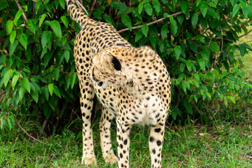 Wild african Cheetahs in Masai Mara National Park