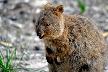 Marsupial wocker on Rotnest Island