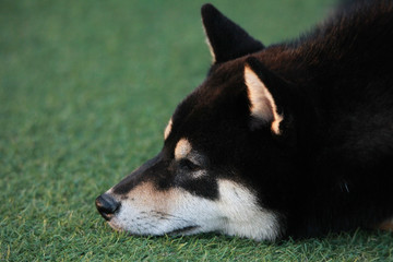 Happy puppies in a private playground