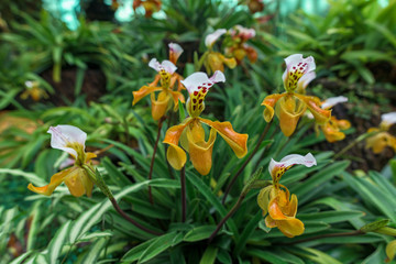 Beautiful Paphiopedilum in the plant nursery
