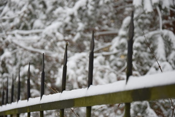 snow on tree