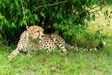 Fototapeta na wymiar Wild african Cheetahs in Masai Mara National Park