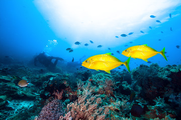 Fototapeta na wymiar Scuba diver, fish and oral reef.