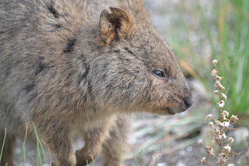 Marsupial wocker on rotnest island