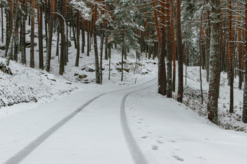 road in winter forest snow