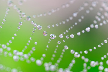 Water drops on spider web