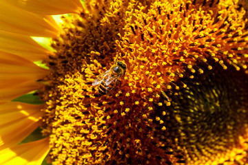 A Bee keeping sunflower pollens, shooting with macro mode.