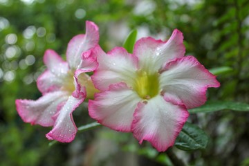 Obraz na płótnie Canvas Adenium obesum or desert rose. Adenium tree has a beautiful flower and it is a medicinal herbs.