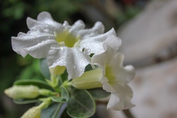 Adenium obesum or desert rose. Adenium tree has a beautiful flower and it is a medicinal herbs.