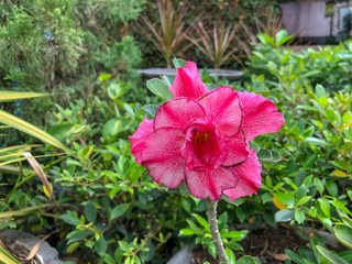 Adenium obesum or desert rose. Adenium tree has a beautiful flower and it is a medicinal herbs.