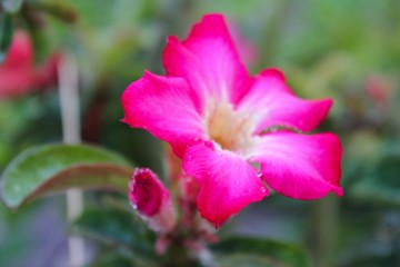 Adenium obesum or desert rose. Adenium tree has a beautiful flower and it is a medicinal herbs.