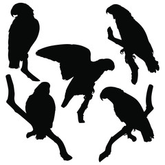 African Gray Parrot Silhouette Set Isolated