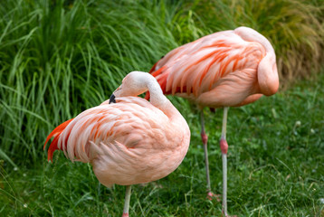A herd of pink flamingos  resting in the grass