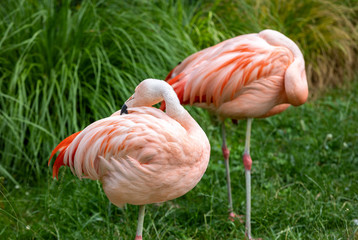 Fototapeta na wymiar A herd of pink flamingos resting in the grass