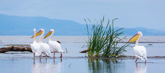 WHITE PELICAN, Chamo lake, Naciones, Etiopia, Africa