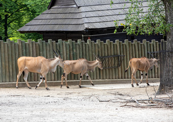 The common eland , also known as the southern eland or eland antelope, is a savannah and plains antelope found in East and Southern Africa