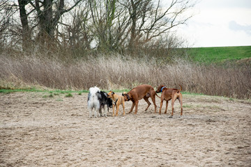 Dogs meeting each other and playing