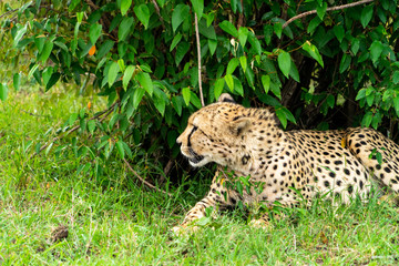 Wild african Cheetahs in Masai Mara National Park
