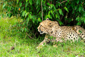 Wild african Cheetahs in Masai Mara National Park