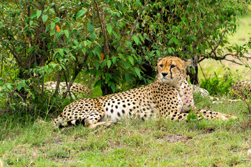 Wild african Cheetahs in Masai Mara National Park