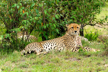 Fototapeta na wymiar Wild african Cheetahs in Masai Mara National Park