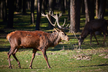 Red Deer Male Near Forest (Cervus elaphus)