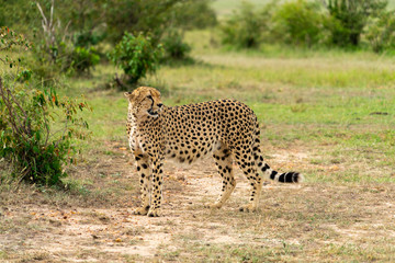 Wild african Cheetahs in Masai Mara National Park